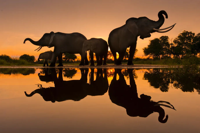 What Humans Can Learn From the Spiritual Life of Elephants