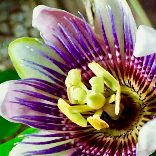 Gratitude in HD Moving Art Glad.is